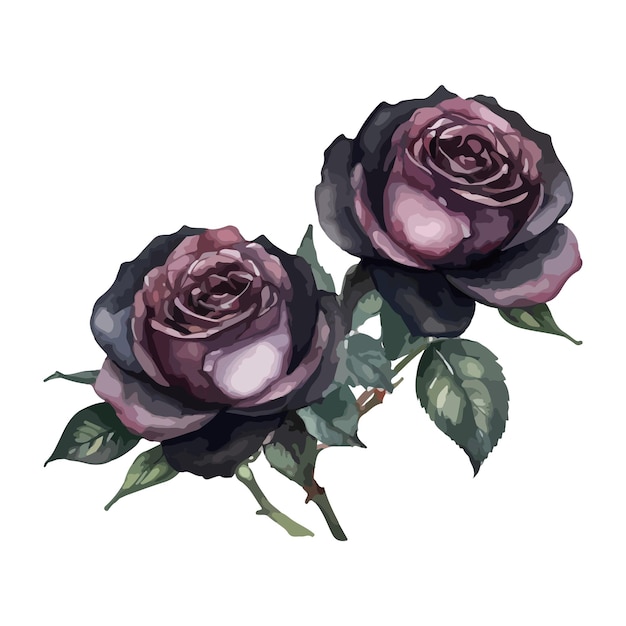 hermosas rosas negras acuarela aislada ilustración vectorial