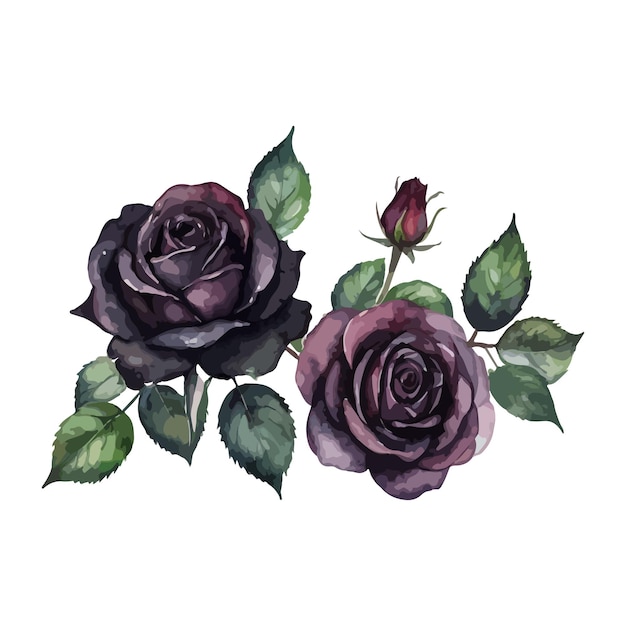 hermosas rosas negras acuarela aislada ilustración vectorial