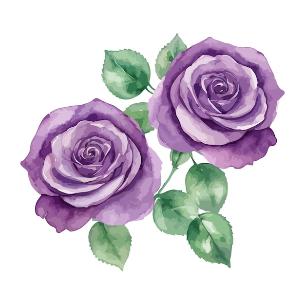 hermosas rosas púrpuras acuarela aislada ilustración vectorial
