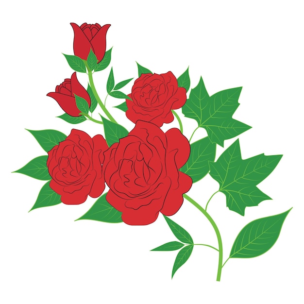 Hermosas rosas rojas aisladas en gráficos vectoriales florales Vector colorido rosas