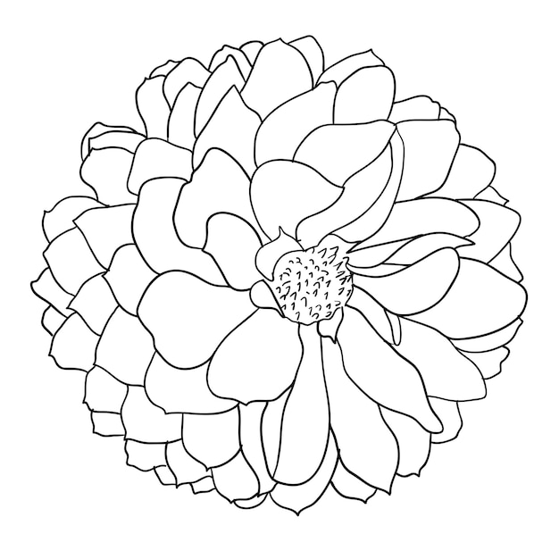 Vector hermoso bosquejo monocromo blanco y negro dahlia flor aislado