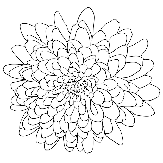 Vector hermoso bosquejo monocromo blanco y negro dahlia flor aislado