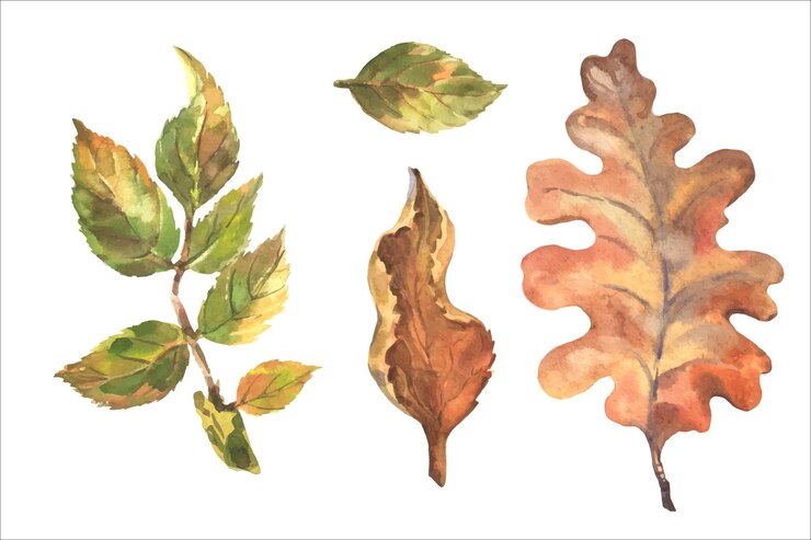 Vector un hermoso conjunto de acuarelas vectoriales de otoño de hojas secas, hojas de roble y hojas de briar