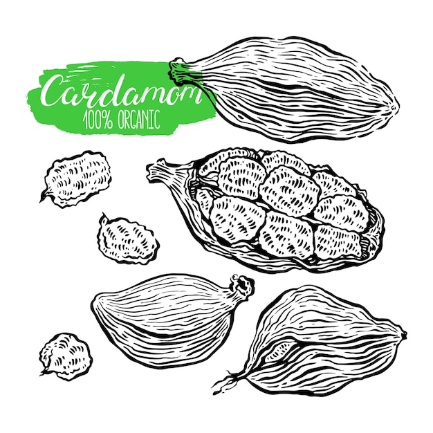 Hermoso conjunto de dibujos de cardamomo. ilustración dibujada a mano
