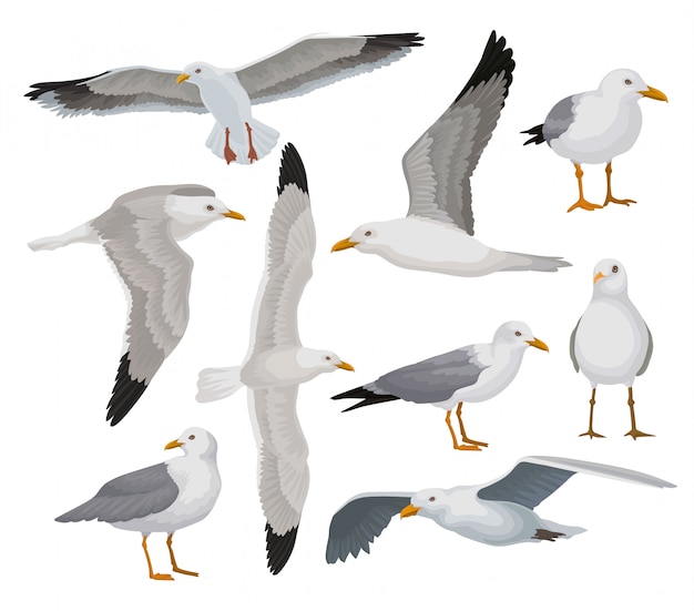 Hermoso conjunto de gaviotas, aves marinas grises y blancas en diferentes poses ilustraciones sobre un fondo blanco