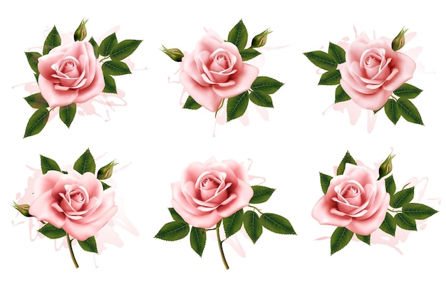 Hermoso conjunto de rosas rosadas adornadas con hojas. Vector.
