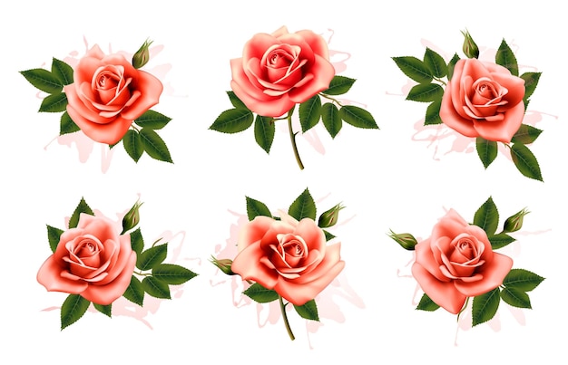 Hermoso conjunto de rosas rosadas adornadas con hojas. vector.