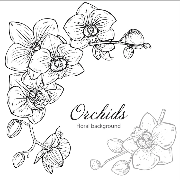Vector hermoso fondo floral monocromo con flor de orquídea