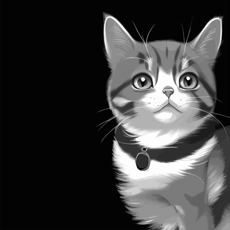 Hermoso gato gris sobre fondo negro Gato divertido Diseño creativo