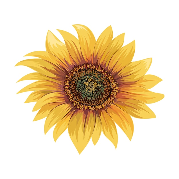 Vector hermoso girasol aislado en blanco