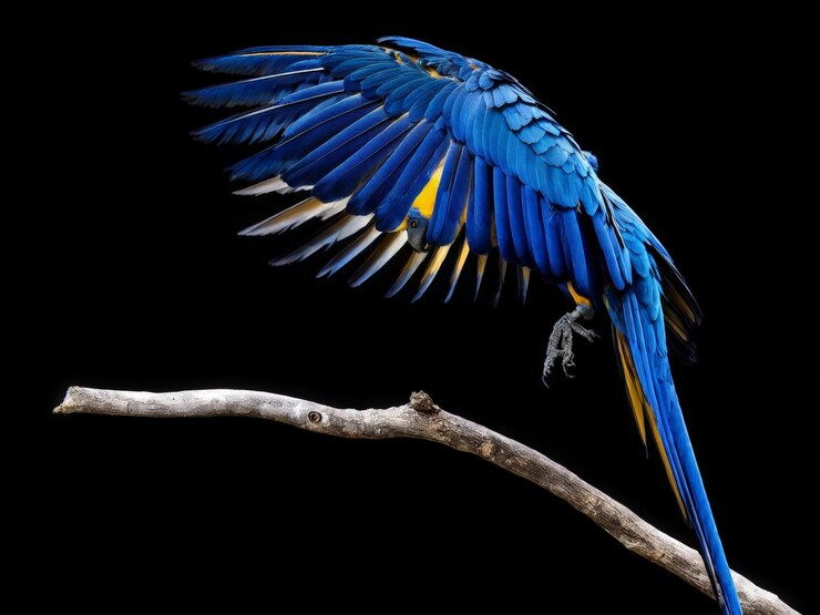 Vector hermoso pájaro azul sobre fondo negro
