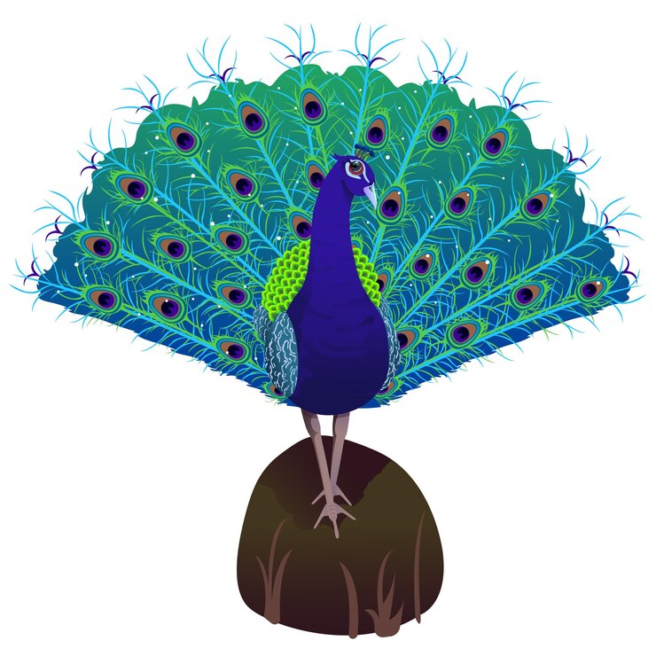 Vector hermoso pavo real encaramado en la parte superior de una piedra
