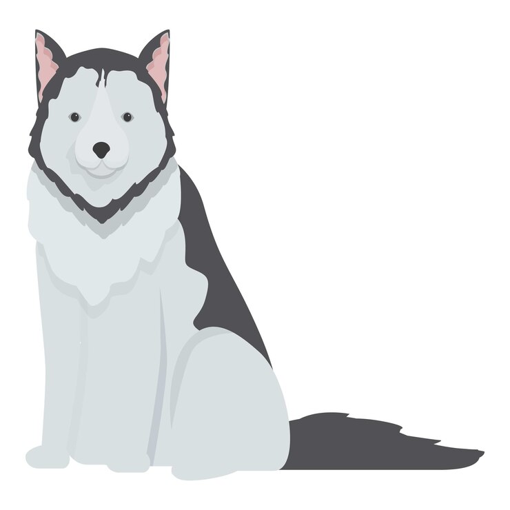 Vector un hermoso perro husky sentado y mirando hacia adelante