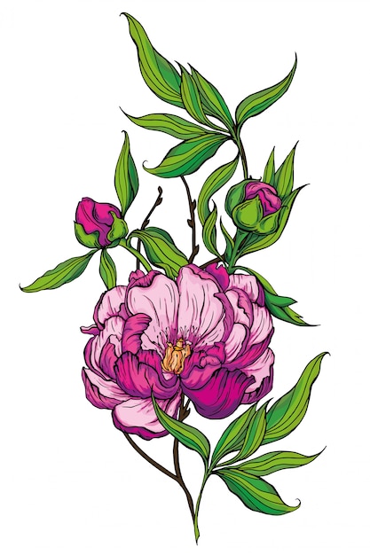 Hermoso ramo hecho a mano de peonías rosas. ilustración