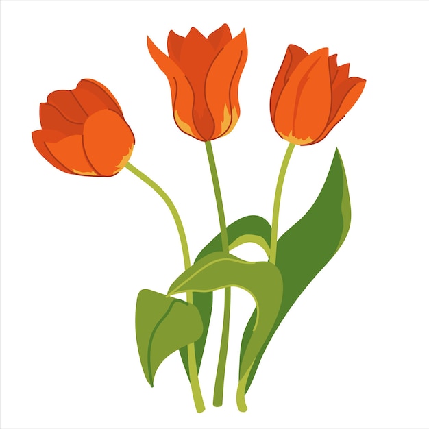 Hermoso ramo de tulipanes rojos aislados sobre un fondo blanco Un ramo de flores de primavera un regalo para el Día Internacional de la Mujer o el Día de la Madre Ilustración vectorial colorida en estilo plano