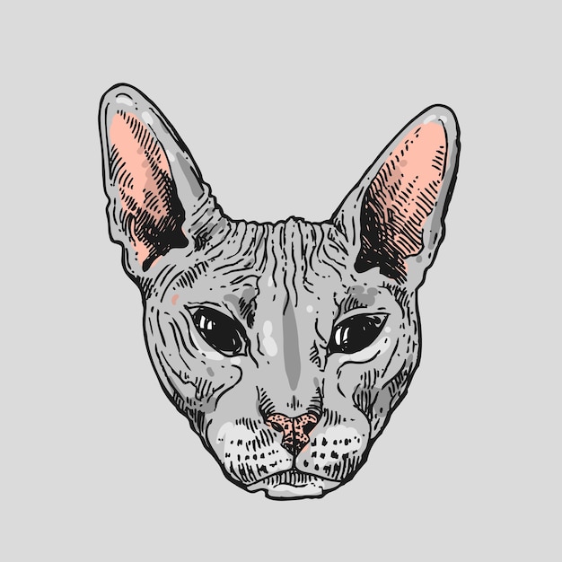 Hermoso retrato de boceto vectorial dibujado a mano de estilo tatuaje de gato calvo