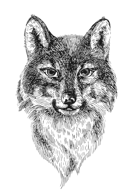 Hermoso retrato de ilustración de vector dibujado a mano de estilo de grabado de lobo