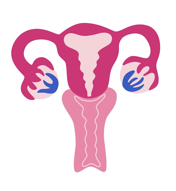Hermoso sistema reproductor femenino. Útero femenino anatómico, ovarios, vagina. Símbolo de la menstruación. Órgano reproductivo abstracto. Concepto de feminismo. Ilustración de dibujos animados de vector.