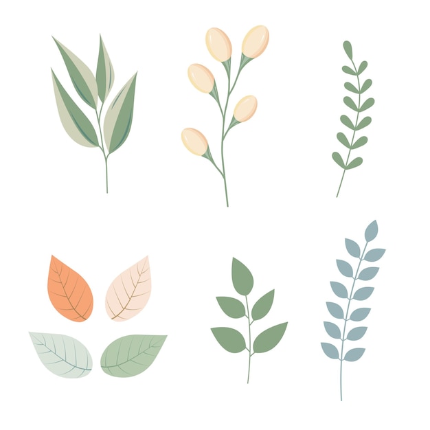 Hermosos juegos de flores e ilustraciones de plantas