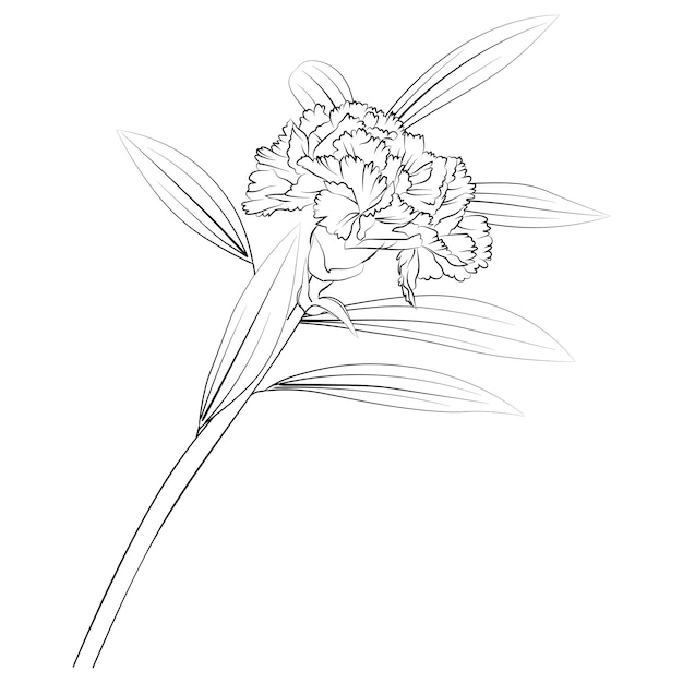 Hermosos ramos de flores de clavel dibujados a mano, brotes de hojas botánicas de boceto vectorial aislados en blanco.