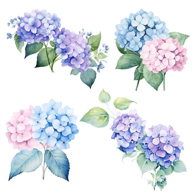 Vector hermosos ramos con flores de hortensia azules y púrpuras pintura en acuarela sobre fondo blanco