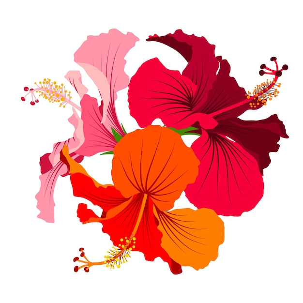 Hibisco detallado conjunto de flores de plena floración Prediseñadas florales Imagen vectorial botánica colorida