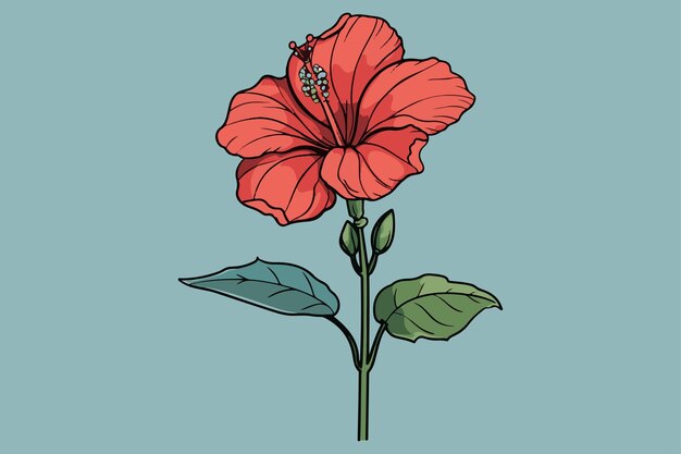 Hibisco