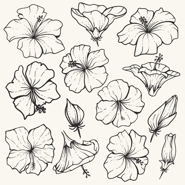 Hibiscus rosasinensis hawaiano en línea minimalista floral, flor dibujada a mano adecuada para bodas