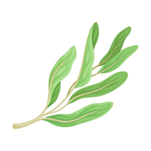 Hierba de cocina para la preparación de alimentos y elemento vectorial de decoración