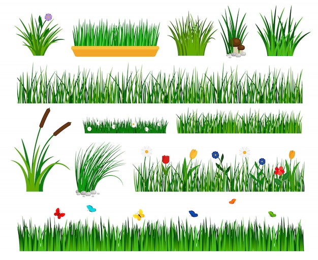Hierba creciente aislada para jardín