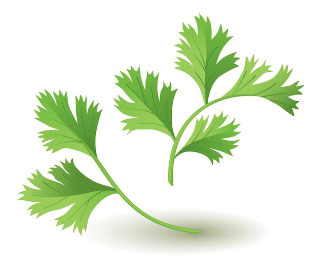 Vector hierba culinaria cilantro planta popular cuidado de la salud natural cocina hierba o especias banner aislado sobre fondo blanco