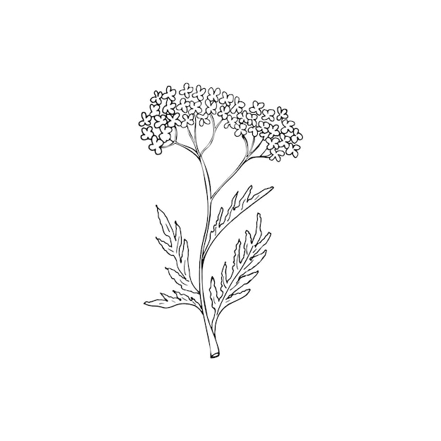 Hierba dibujada a mano para hacer poción Ramas y flores botánicas boceto de vegetación rústica