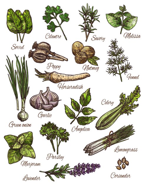 Vector hierba especia y diseño de boceto de vegetales de hoja fresca.