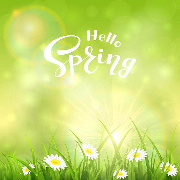 Hierba con flores y texto Hello Spring en el fondo verde de una ilustración de sol brillante