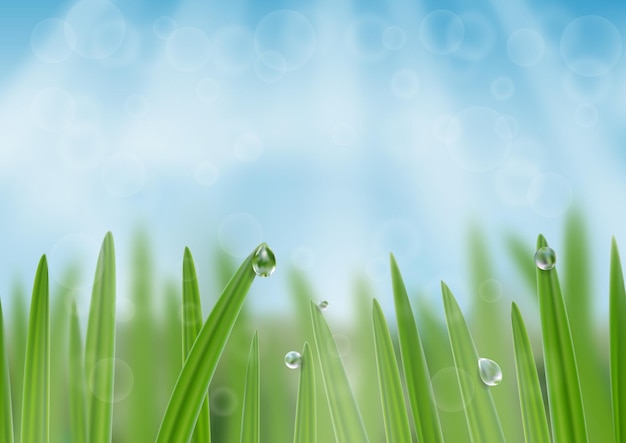 Hierba en gotas de agua de fondo Un banner web fresco de la naturaleza