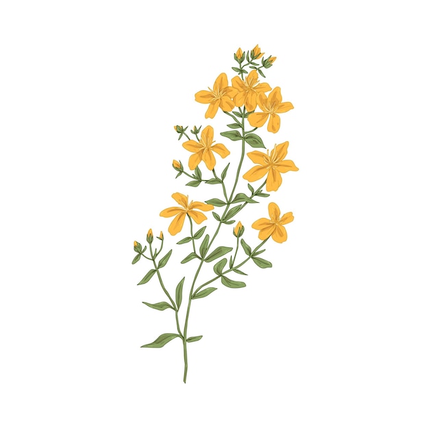 Vector hierba de san juan, flor de hierbas medicinales. dibujo retro botánico de la planta de hierba de cabra. hypericum perforatum realista. hierba tutsan. ilustración vectorial detallada dibujada a mano aislada sobre fondo blanco