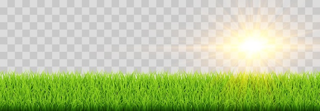 La hierba vectorial verde aislada en el fondo png