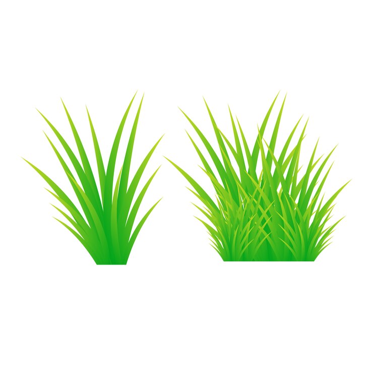 Vector la hierba verde aislada sobre un fondo blanco
