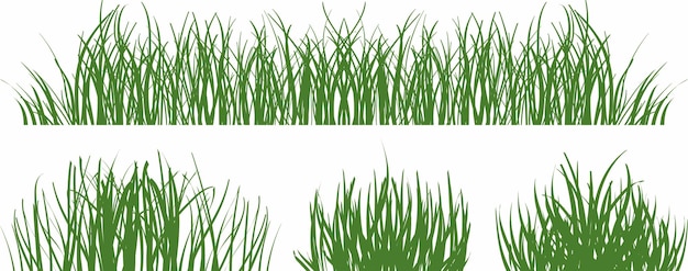 hierba verde creciendo en el jardín