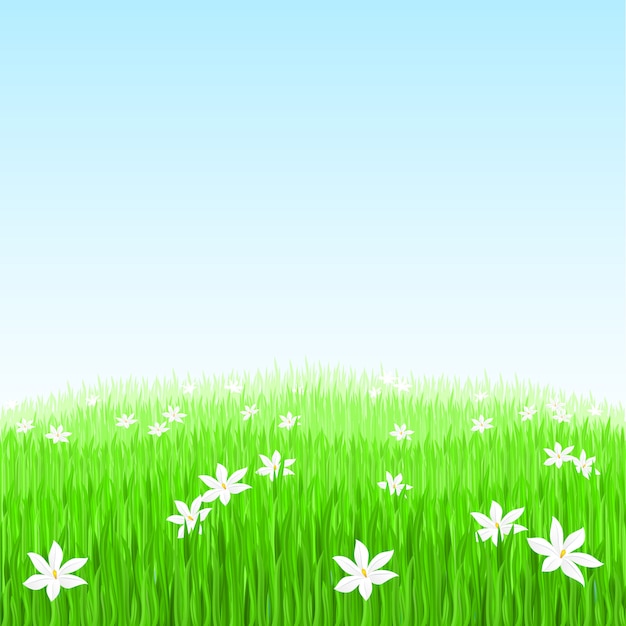 Hierba verde con flores blancas