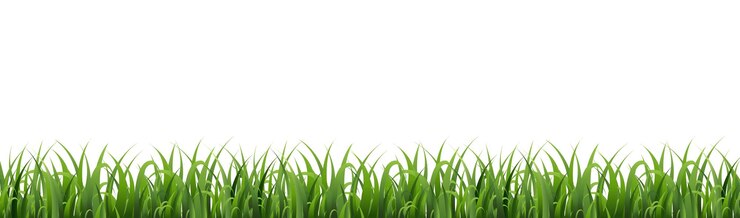 Vector la hierba verde y el fondo blanco aislado