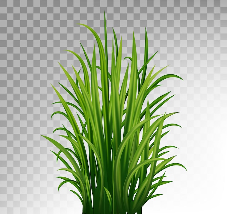 Vector hierba verde en un jarrón con un fondo blanco