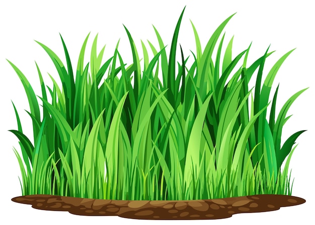 una hierba verde con una mancha marrón en la parte superior