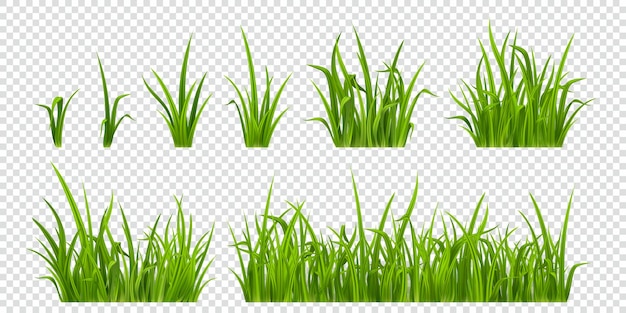 La hierba verde de la planta de hierba realista