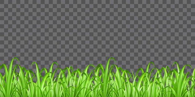 hierba verde real en vector de fondo transparente