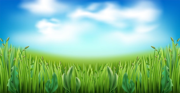 Hierba verde realista con nubes en el fondo azul del cielo Jardín de césped franja prado hierbas campo panorama ojo de pez ilustración de la naturaleza del parque plantas paisaje de verano concepto vectorial total