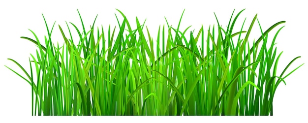 Hierba verde sobre blanco