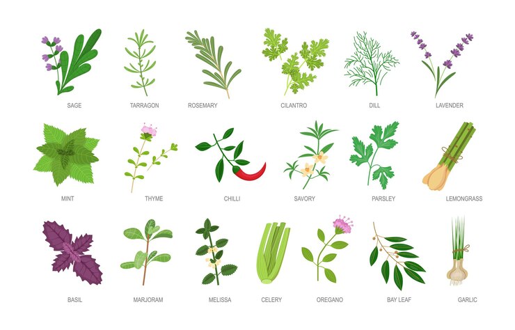 Vector hierbas comestibles con inscripción de nombres. ingredientes y especias de alimentos botánicos saludables