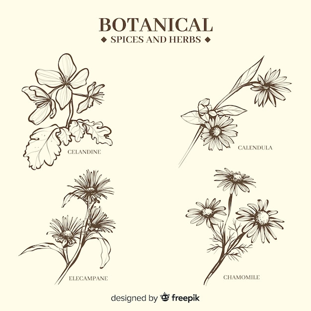 Hierbas y especias botánicas dibujadas a mano realista