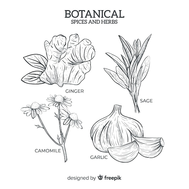 Hierbas y especias botánicas dibujadas a mano realista